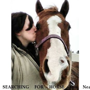 SEARCHING FOR HORSE Rio Near hamburg, NY, 14219